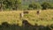 Three Young Cheetah Cubs Walking in Savanna Plains in Africa to Join Mother, Family and Mum in Maasa