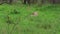 Three young cheetahs cleaning