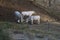 Three Young Chianina cows in the fence