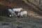 Three Young Chianina cows in the fence