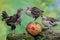 Three young chickens were eating a ripe papaya that fell on a rock overgrown with moss.