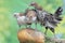 Three young chickens were eating a ripe papaya that fell on a rock overgrown with moss.