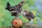 Three young chickens were eating a ripe papaya that fell on a rock overgrown with moss.