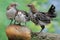 Three young chickens were eating a ripe papaya that fell on a rock overgrown with moss.