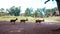 Three young deers walking in sequence