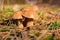 Three young edible fungi of the genus Xerocomus in a natural habitat and blurred background