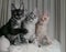 Three young funny kittens of red, smoky and tortoiseshell color with orange eyes