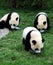 Three young giant panda