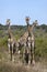 Three young Giraffe - Botswana