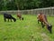 Three young goats at children farm grazing in a meadow of grass