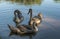 Three young gray swans swim in the lake at sunset