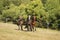 Three young horses galloping on pasture in sunny summer day. Stallions on meadow.