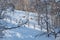 Three young individuals of deer or maral descending from the mountain among the trees in the snow in the winter running away from