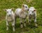 Three young lambs ready for mischief in a field near Market Harborough  UK
