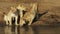 Three young lions at the edge of the mara river