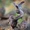 Three young little owls sitting near the nest on a stick