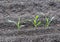 Three young maize plants in earth