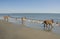 Three young malinois on the beach