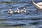 Three Young Mute Swan Cygnets swimming together