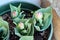 Three young partially open Ice cream tulip plants with pointy dark green leaves and emerging flowers planted in small plastic