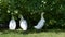Three young peking duck under green bush