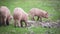 Three young piglets eating on pasture