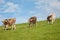 Three young running brown cows against background of blue sky with white scenic clouds  and green pasture