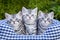 Three young silver tabby cats in checkered basket