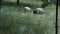 Three young small white and black sheep on pasture.