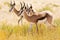 Three young Springbok in the Kalahari desert