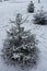 Three young spruces covered with snow