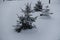 Three young spruces covered with snow