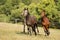 Three young stallions galloping on pasture in sunny summer day. Breed for sport showjumping