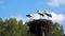 Three young storks in the nest. White stork Ciconia ciconia