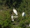 Three young storks roosting on and island