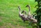 Three young swan fledglings are walking along, coming out from behind a bush