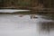 Three young swans on the wetlands