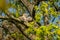 three young tawny owls looking straight down from a spring maple tree in the middle of the forest