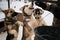 Three young teenage Alaskan Husky puppies look at food and one catches meat with mouth. Sled dog kennel in winter. Routine for