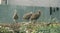 Three young turkey chicks standing