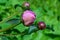 Three young unopened Bud of pink roses on a green background.