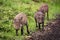 Three young warthog following track in line