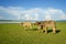 Three young water buffalo grazing in a field