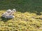 Three young white lambs cuddling and laying next to each other on a grassy field