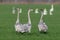 Three Young whooper swans