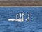 Three young whooper swans with a parent floating