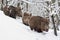 Three Young wildboars (Sus scrofa)