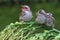 Three young yellow vented bulbul are starving.