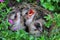 Three young yellow vented bulbul are starving.