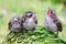 Three young yellow vented bulbul are starving.